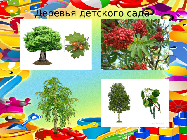 Деревья детского сада 