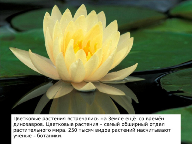 Цветковые растения встречались на Земле ещё со времён динозавров. Цветковые растения – самый обширный отдел растительного мира. 250 тысяч видов растений насчитывают учёные – ботаники. 2 