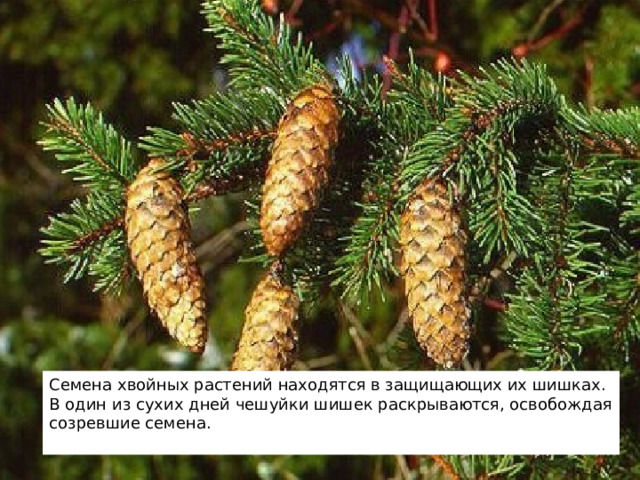 Семена хвойных растений находятся в защищающих их шишках. В один из сухих дней чешуйки шишек раскрываются, освобождая созревшие семена. 2 