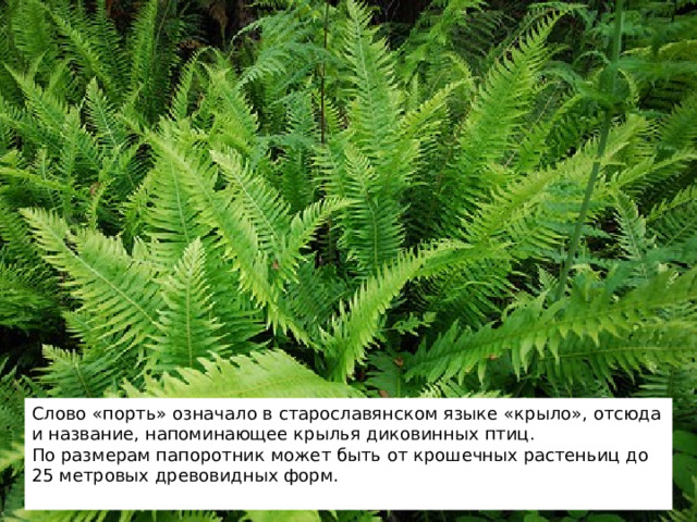 Слово «порть» означало в старославянском языке «крыло», отсюда и название, напоминающее крылья диковинных птиц. По размерам папоротник может быть от крошечных растеньиц до 25 метровых древовидных форм. Слово «порть» означало в старославянском языке «крыло», отсюда и название, напоминающее крылья диковинных птиц. По размерам папоротник может быть от крошечных растеньиц до 25 метровых древовидных форм. 2 