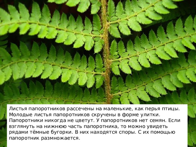 Листья папоротников рассечены на маленькие, как перья птицы. Молодые листья папоротников скручены в форме улитки. Папоротники никогда не цветут. У папоротников нет семян. Если взглянуть на нижнюю часть папоротника, то можно увидеть рядами тёмные бугорки. В них находятся споры. С их помощью папоротник размножается. 2 