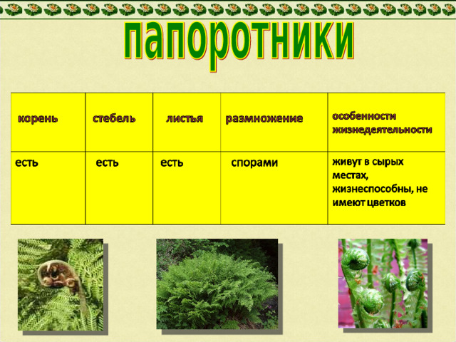 Почему папоротники относятся к растениям. Почему папоротники относят к высшим растениям. Папоротникообразные относятся к высшим растениям потому что. Почему папоротники высшие растения. Почему папоротник относят к споровым растениям.