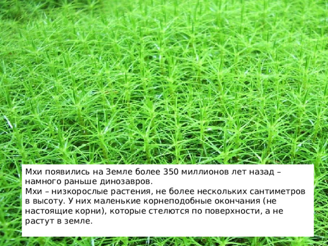 Мхи появились на Земле более 350 миллионов лет назад – намного раньше динозавров. Мхи – низкорослые растения, не более нескольких сантиметров в высоту. У них маленькие корнеподобные окончания (не настоящие корни), которые стелются по поверхности, а не растут в земле. 2 
