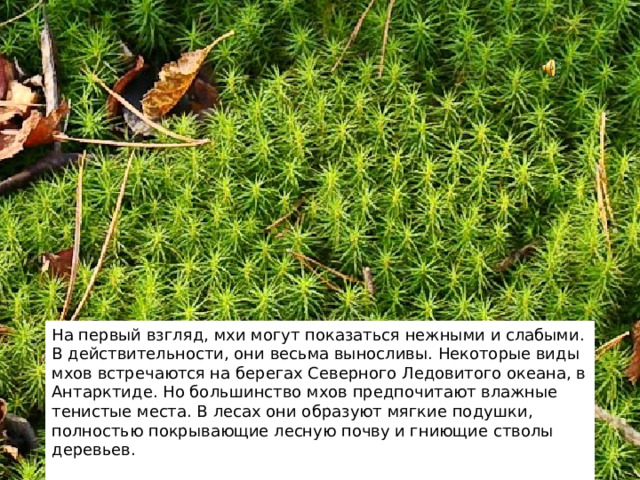 На первый взгляд, мхи могут показаться нежными и слабыми. В действительности, они весьма выносливы. Некоторые виды мхов встречаются на берегах Северного Ледовитого океана, в Антарктиде. Но большинство мхов предпочитают влажные тенистые места. В лесах они образуют мягкие подушки, полностью покрывающие лесную почву и гниющие стволы деревьев. 2 