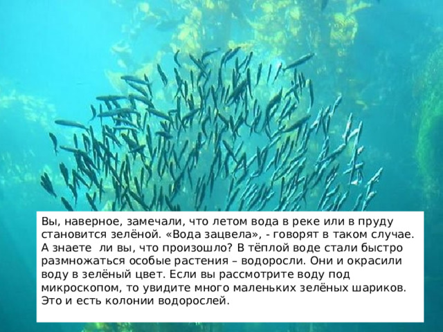 Вы, наверное, замечали, что летом вода в реке или в пруду становится зелёной. «Вода зацвела», - говорят в таком случае. А знаете ли вы, что произошло? В тёплой воде стали быстро размножаться особые растения – водоросли. Они и окрасили воду в зелёный цвет. Если вы рассмотрите воду под микроскопом, то увидите много маленьких зелёных шариков. Это и есть колонии водорослей. 2 