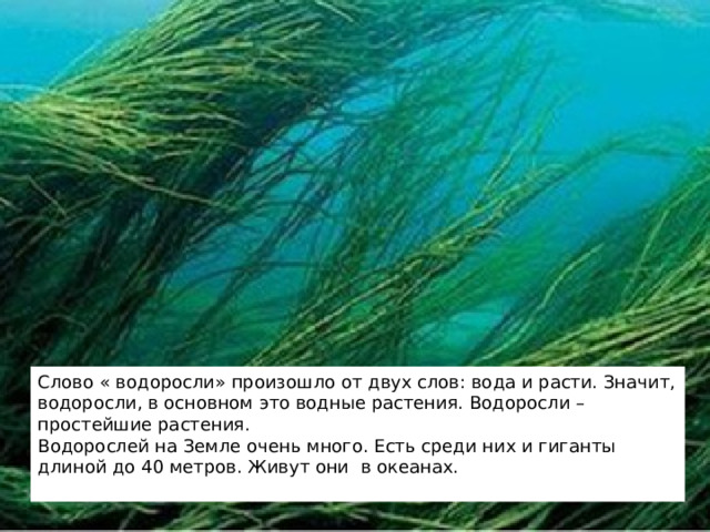 Слово « водоросли» произошло от двух слов: вода и расти. Значит, водоросли, в основном это водные растения. Водоросли – простейшие растения. Водорослей на Земле очень много. Есть среди них и гиганты длиной до 40 метров. Живут они в океанах. 2 