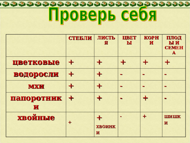 цветковые СТЕБЛИ + ЛИСТЬЯ водоросли мхи ЦВЕТЫ + + + + папоротники КОРНИ + - + хвойные + + ПЛОДЫ И СЕМЕНА - + + - + - - - + хвоинки - - + - + шишки 