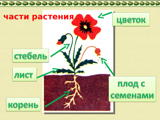части растения  2 
