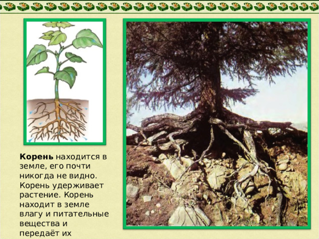 Корень находится в земле, его почти никогда не видно. Корень удерживает растение. Корень находит в земле влагу и питательные вещества и передаёт их верхним частям растений. 2 