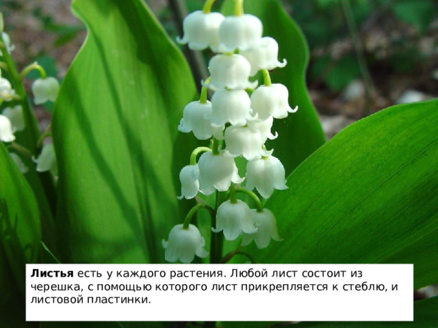 Листья есть у каждого растения. Любой лист состоит из черешка, с помощью которого лист прикрепляется к стеблю, и листовой пластинки. 2 