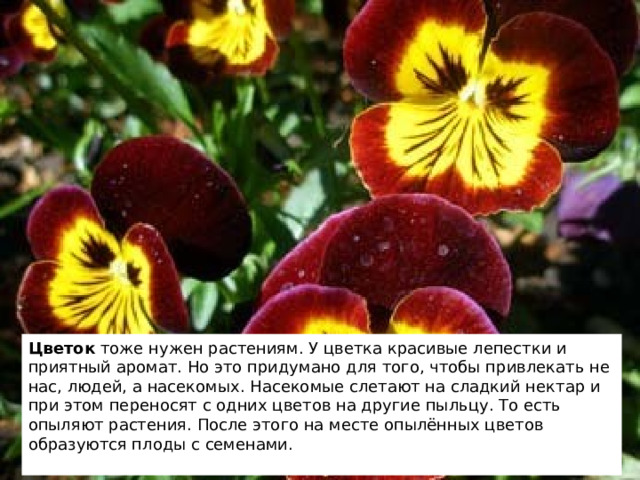 Цветок тоже нужен растениям. У цветка красивые лепестки и приятный аромат. Но это придумано для того, чтобы привлекать не нас, людей, а насекомых. Насекомые слетают на сладкий нектар и при этом переносят с одних цветов на другие пыльцу. То есть опыляют растения. После этого на месте опылённых цветов образуются плоды с семенами. 2 