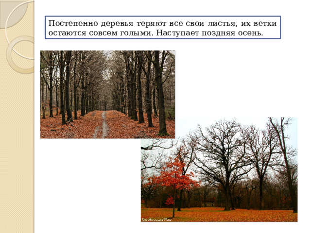 Постепенно деревья теряют все свои листья, их ветки остаются совсем голыми. Наступает поздняя осень. 
