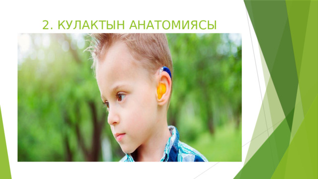 2. КУЛАКТЫН АНАТОМИЯСЫ 