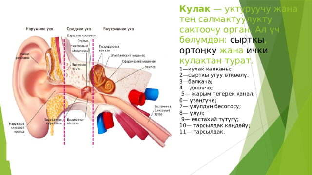 Кулак  — уктуруучу жана тең салмактуулукту сактоочу орган. Ал үч бөлүмдөн: сырткы , ортоңку жана ички кулактан турат.  1—кулак калканы;  2—сырткы угуу өткөөлү.  3—балкача;  4— дөшүчө;  5— жарым тегерек канал;  6— үзөңгүчө;  7— үлүлдүн бөсогосу;  8— үлүл;  9— евстахий түтүгү;  10— тарсылдак көңдөйү;  11— тарсылдак.   