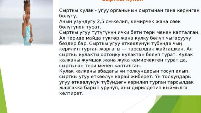  Сырткы кулак   Сырткы кулак - угуу органынын сыртынан гана көрүнгөн бөлүгү.  Анын узундугу 2,5 см-келип, кемирчек жана сөөк бөлүгүнөн турат.  Сырткы угуу түтүгүнүн ички бети тери менен капталган. Ал териде майда түктөр жана кулку бөлүп чыгаруучу бездер бар. Сырткы угуу өткөөлүнүн түбүндө чың керилип турган жаргагы — тарсылдак жайгашкан. Ал сырткы кулакты ортоңку кулактан бөлүп турат. Кулак калканы жумшак жана жука кемирчектен турат да, сыртынан тери менен капталган.  Кулак калканы абадагы үн толкундарын тосуп алып, сырткы угуу өткөөлүн карай жиберет. Үн толкундары угуу өткөөлүнүн түбүндөгү керилип турган тарсылдак жаргакка барып урунуп, аны дирилдетип кыймылга келтирет. 