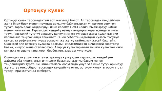  Ортоңку кулак   Ортоңку кулак тарсылдактын арт жагында болот. Ал тарсылдак көңдөйүнөн жана бири-бири менен муундар аркылуу байланышкан үч кичине сөөктөн турат. Тарсылдак көңдөйүнүн ички көлөмү 1 см3 келип, былжырлуу кабык менен капталган. Тарсылдак көңдөйү өзүнүн алдыңкы керегесиндеги ичке түтүк (евстахий түтүгү) аркылуу кулкун менен туташат жана кулактын эки капталына тең басымды теңейтет. Ошол себептен адамдын кулагы тосулуп калса, ал рефлекстүү түрдө эскирип же жутуу кыймылын жасай баштайт. Ошондой эле ортоңку кулакта адамдын скелетинин эң кичинекей сөөктөрү: балка, инкусс жана степлер бар. Алар үн кулактарынын тышкы кулактан ички кулакка өтүшүнө гана жооп бербестен, аларды күчөтүшөт   Ошондуктан ушул ичке түтүк аркылуу кулкундан тарсылдак көңдөйүнө дайыма аба кирип, анын ичиндеги басымды сырткы басым менен теңдештирип турат. Кишинин тамагы ооруганда ушул эле ичке түтүк аркылуу жугуштуу микробдор тарсылдак көңдөйүнө өтүп, ортоңку кулакты оорутат, ал турсун ириңдетип да жиберет.      