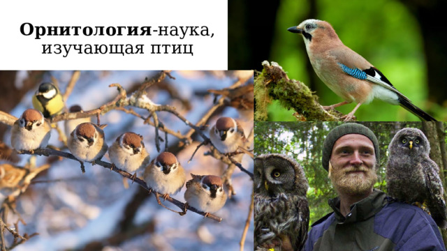 Орнитология -наука, изучающая птиц 