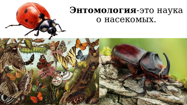 Энтомология -это наука о насекомых. 