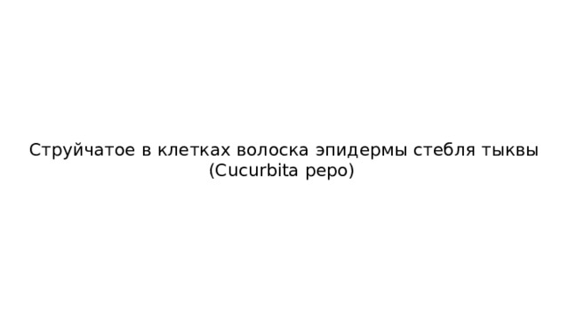 Струйчатое в клетках волоска эпидермы стебля тыквы (Cucurbita pepo) 