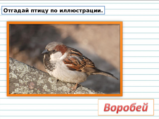 Отгадай птицу по иллюстрации. 
