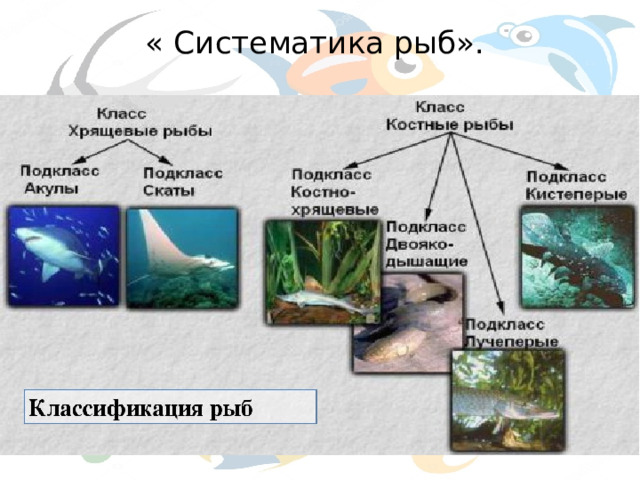 « Систематика рыб».   
