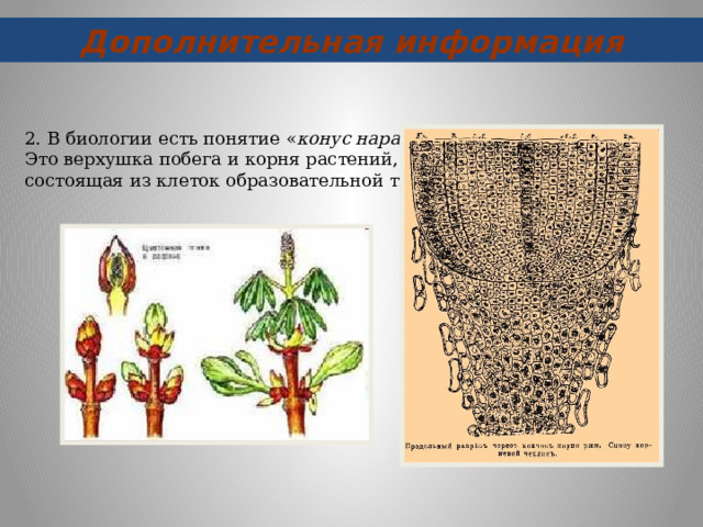 Дополнительная информация 2. В биологии есть понятие « конус нарастания ». Это верхушка побега и корня растений, состоящая из клеток образовательной ткани.   