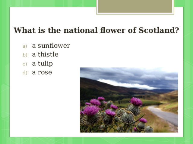 What is the national flower of Scotland?   a sunflower a thistle a tulip a rose 