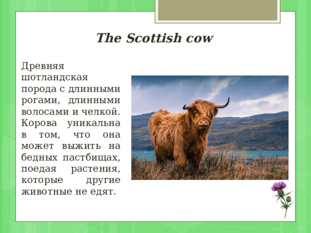 The Scottish cow Древняя шотландская порода с длинными рогами, длинными волосами и челкой. Корова уникальна в том, что она может выжить на бедных пастбищах, поедая растения, которые другие животные не едят. 