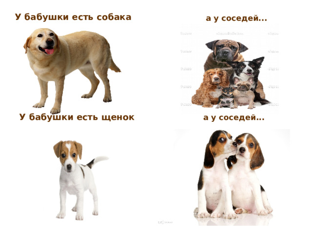 У бабушки есть собака а у соседей... У бабушки есть щенок а у соседей... 