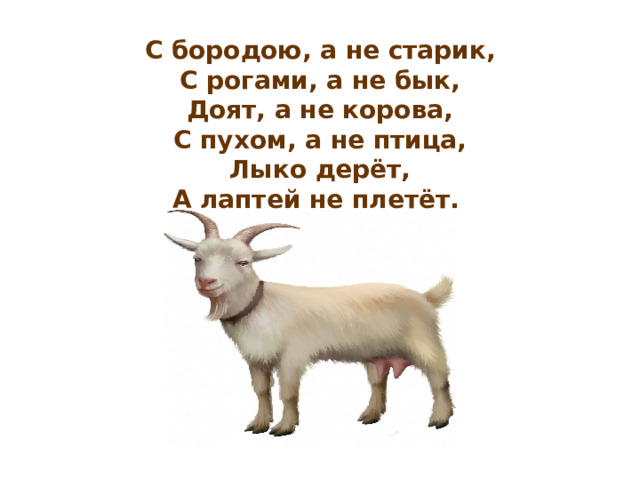    С бородою, а не старик,  С рогами, а не бык,  Доят, а не корова,  С пухом, а не птица,  Лыко дерёт,  А лаптей не плетёт.  