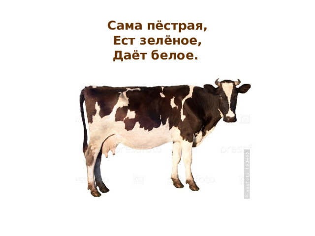  Сама пёстрая,  Ест зелёное,  Даёт белое.  