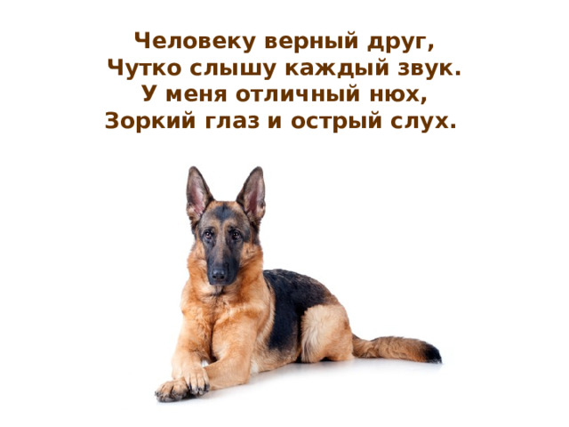  Человеку верный друг,  Чутко слышу каждый звук.  У меня отличный нюх,  Зоркий глаз и острый слух.  