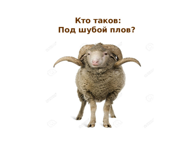  Кто таков:  Под шубой плов?  