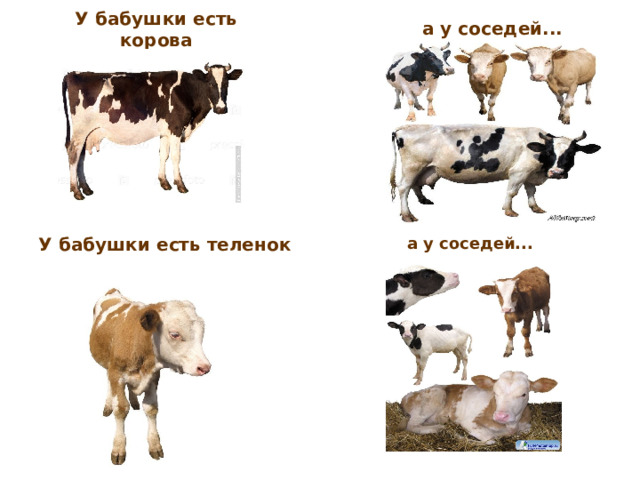 У бабушки есть корова а у соседей... а у соседей... У бабушки есть теленок 