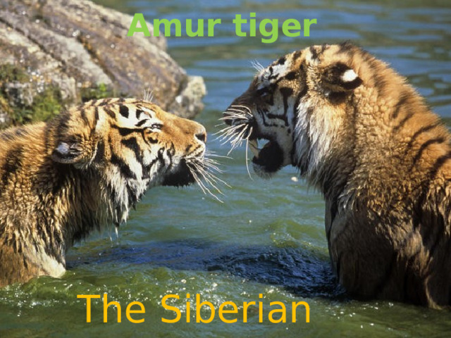 Amur tiger The Siberian tiger 