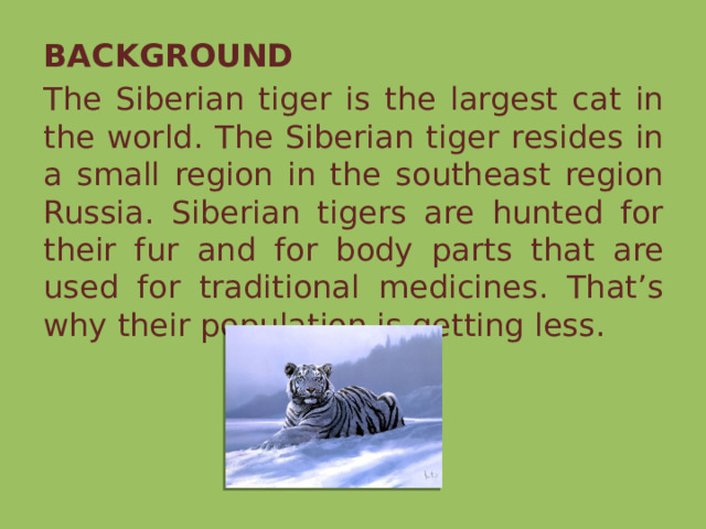 BACKGROUND The Siberian tiger is the largest cat in the world. The Siberian tiger resides in a small region in the southeast region Russia. Siberian tigers are hunted for their fur and for body parts that are used for traditional medicines. That’s why their population is getting less. 