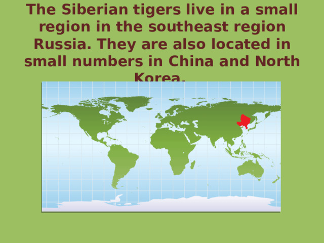 The Siberian tigers live in a small region in the southeast region Russia. They are also located in small numbers in China and North Korea. 