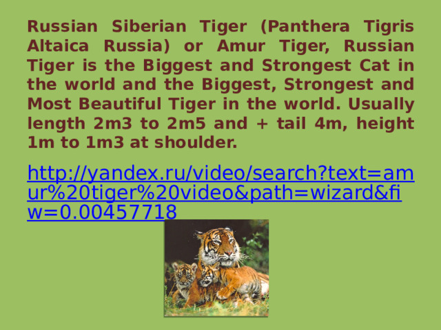 Russian Siberian Tiger (Panthera Tigris Altaica Russia) or Amur Tiger, Russian Tiger is the Biggest and Strongest Cat in the world and the Biggest, Strongest and Most Beautiful Tiger in the world. Usually length 2m3 to 2m5 and + tail 4m, height 1m to 1m3 at shoulder. http://yandex.ru/video/search?text=amur%20tiger%20video&path=wizard&fiw=0.00457718 