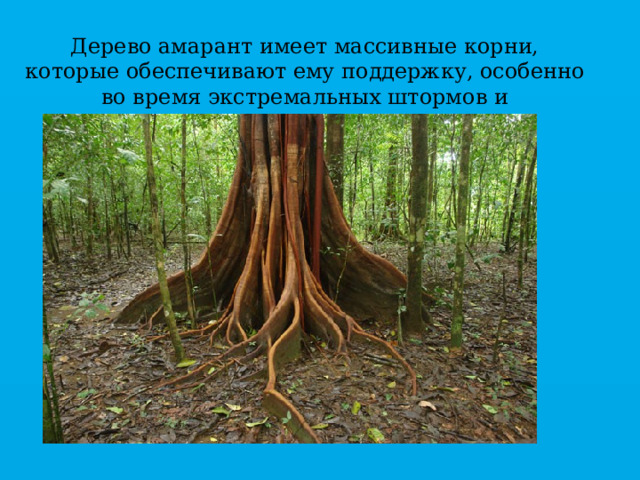 Дерево амарант имеет массивные корни, которые обеспечивают ему поддержку, особенно во время экстремальных штормов и наводнений.  