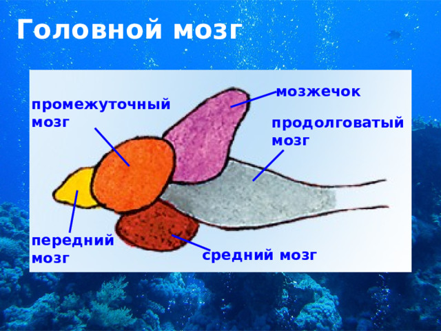 Головной мозг мозжечок промежуточный мозг продолговатый мозг  передний мозг средний мозг 