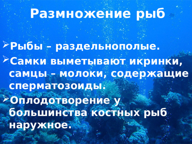 Размножение рыб Рыбы – раздельнополые. Самки выметывают икринки, самцы – молоки, содержащие сперматозоиды. Оплодотворение у большинства костных рыб наружное.  