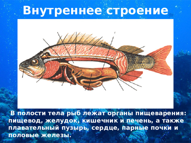 Внутреннее строение  В полости тела рыб лежат органы пищеварения: пищевод, желудок, кишечник и печень, а также плавательный пузырь, сердце, парные почки и половые железы. 