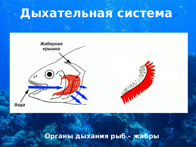 Дыхательная система Органы дыхания рыб - жабры 