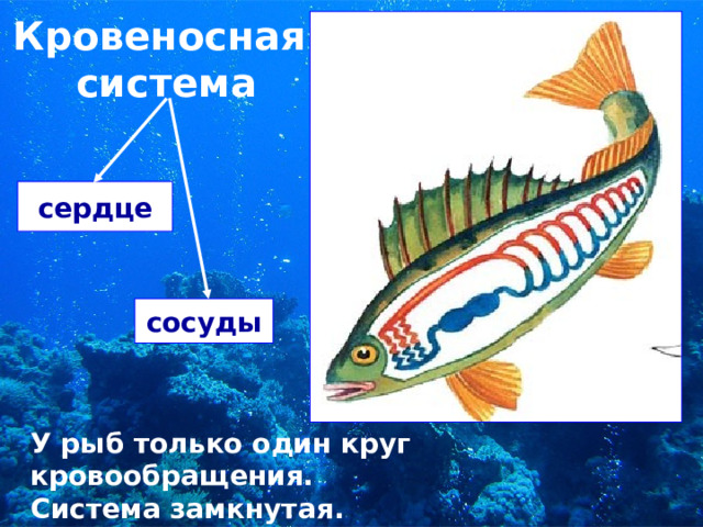 Кровеносная  система сердце сосуды У рыб только один круг кровообращения. Система замкнутая. 