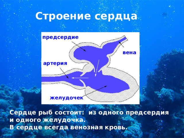 Строение сердца предсердие вена артерия желудочек Сердце рыб состоит: из одного предсердия и одного желудочка. В сердце всегда венозная кровь.  