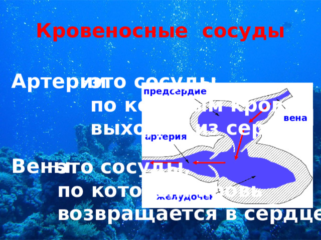 Кровеносные сосуды Артерии   Вены      это сосуды,  по которым кровь  выходит из сердца предсердие вена артерия это сосуды,  по которым кровь  возвращается в сердце желудочек 