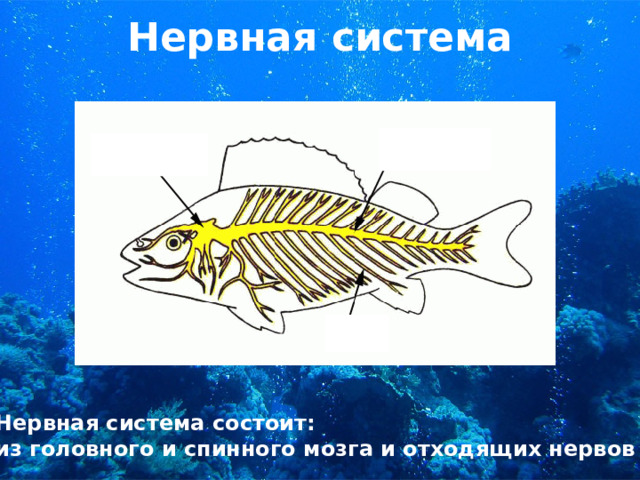 Нервная система Нервная система состоит: из головного и спинного мозга и отходящих нервов 