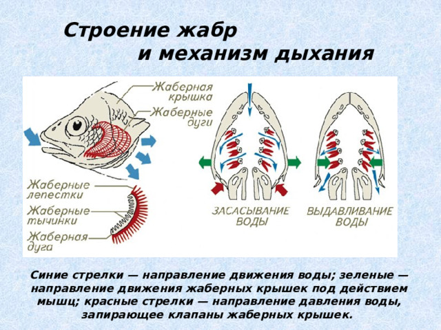 Рак дышит при помощи жабр растворенный в воде кислород проникает через тонкие стенки жабр в