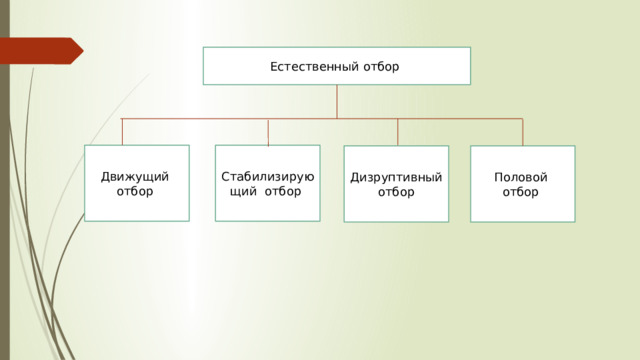 Естественный отбор Движущий отбор Стабилизирующий отбор Дизруптивный отбор Половой отбор 