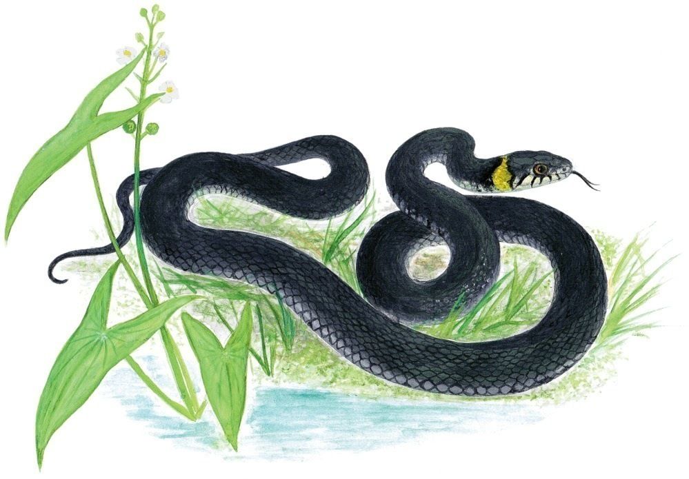 На каком рисунке гадюка. Обыкновенный уж. Красноголовый Крайт змея. Гадюка Никольского (Vipera nikolskii). Уж обыкновенный рисунок.